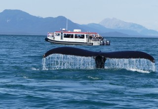 Photo of whale tail with whale watchers