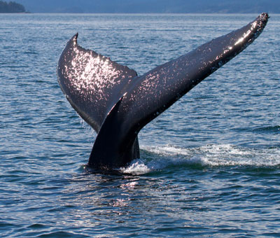 Photo of whale watching expedition 1 thumbnail