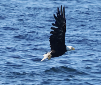 Photo of wildlife hoonah alaska