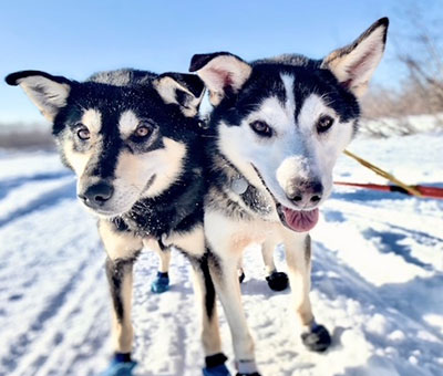Photo of winter dog sledding thumbnail