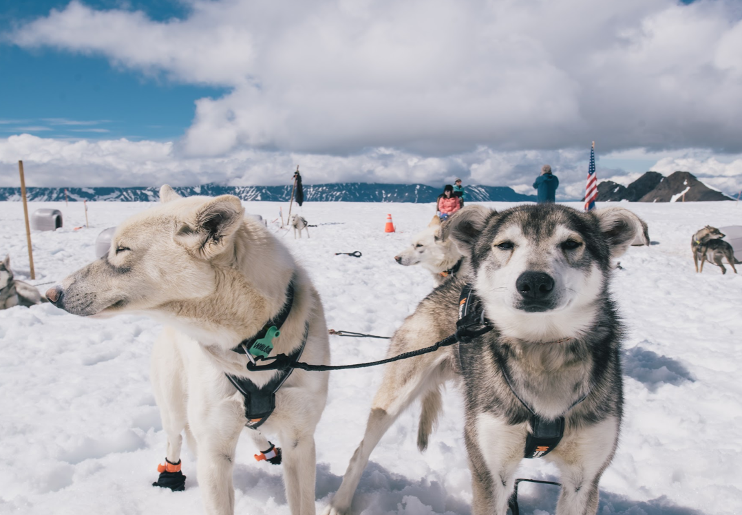 Anchorage Dog Sledding and Glacier Helicopter Tour Alaska Shore Excursions
