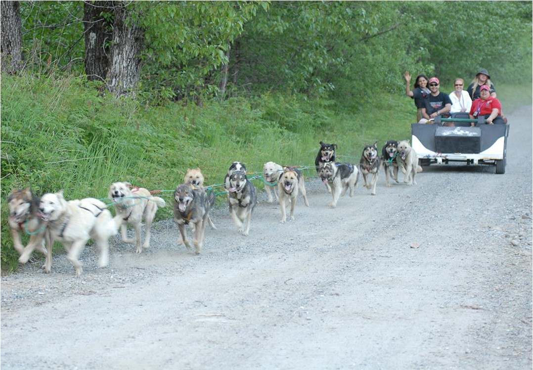 summer dog sled tours juneau alaska