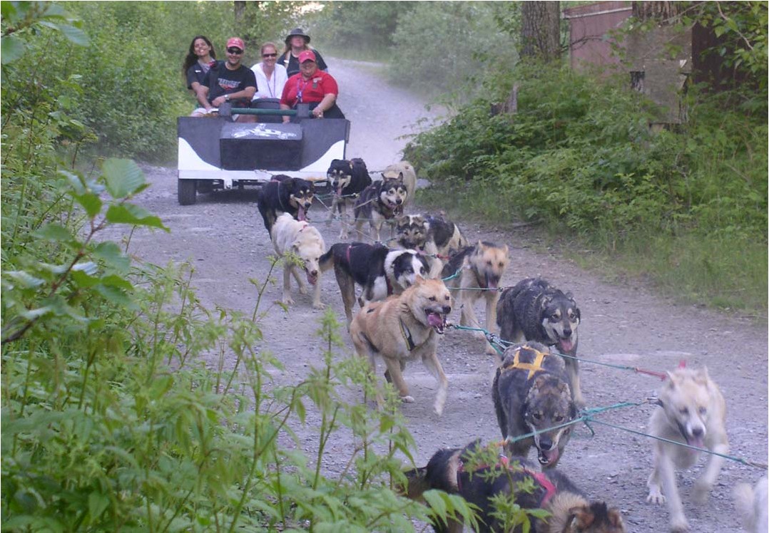 Juneau Dog Sled Summer Camp Alaska Shore Excursions