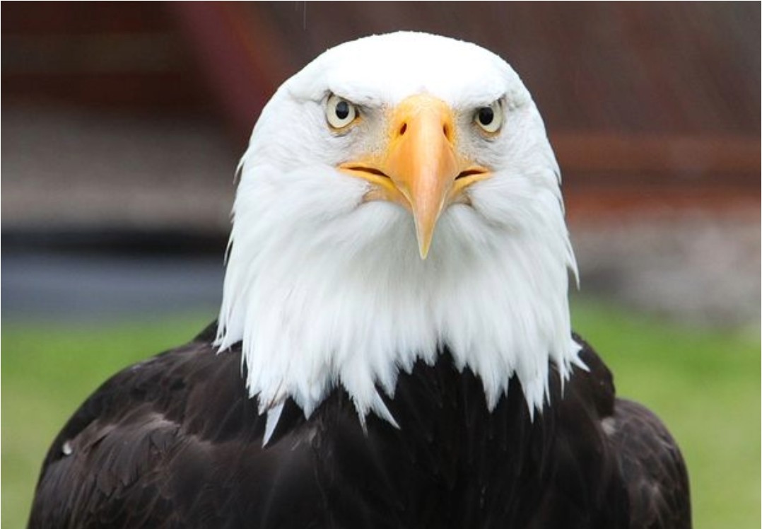 Sitka Premium Scenic Tour: Fortress of the Bear, Raptor Center & Totem ...