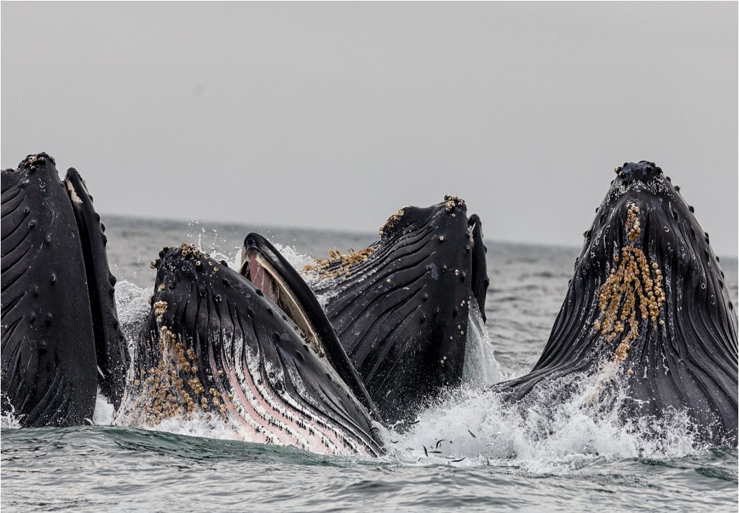 alaska cruise killer whales