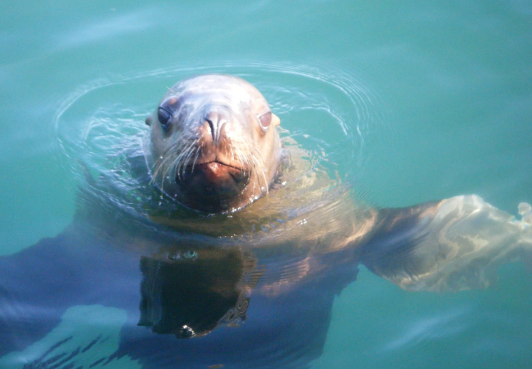 Juneau Halibut Fishing Tour Alaska Shore Excursions