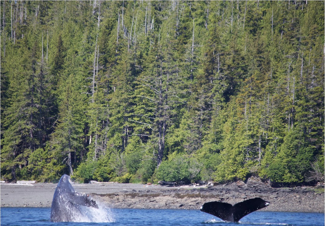 Ketchikan Fast Boat Adventure | Alaska Shore Excursions