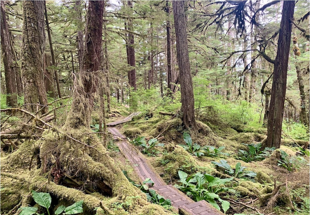 ketchikan-tongass-rainforest
