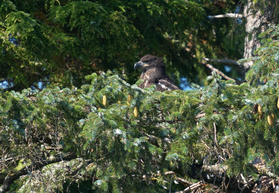 Ketchikan Fast Boat Adventure Alaska Shore Excursions