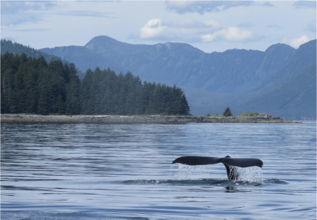 Sitka Sound Sea Otter & Marine Wildlife Quest | Alaska Shore Excursions