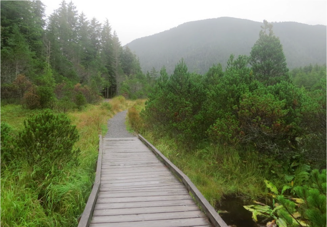 Sitka Tongass National Forest Guided Hike Alaska Shore Excursions