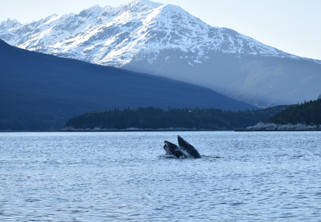 Skagway Lynn Canal Sailing Adventure | Alaska Shore Excursions