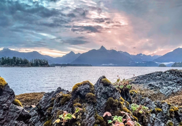 UPDATE: Sea lion roaming Sitka streets returns to water