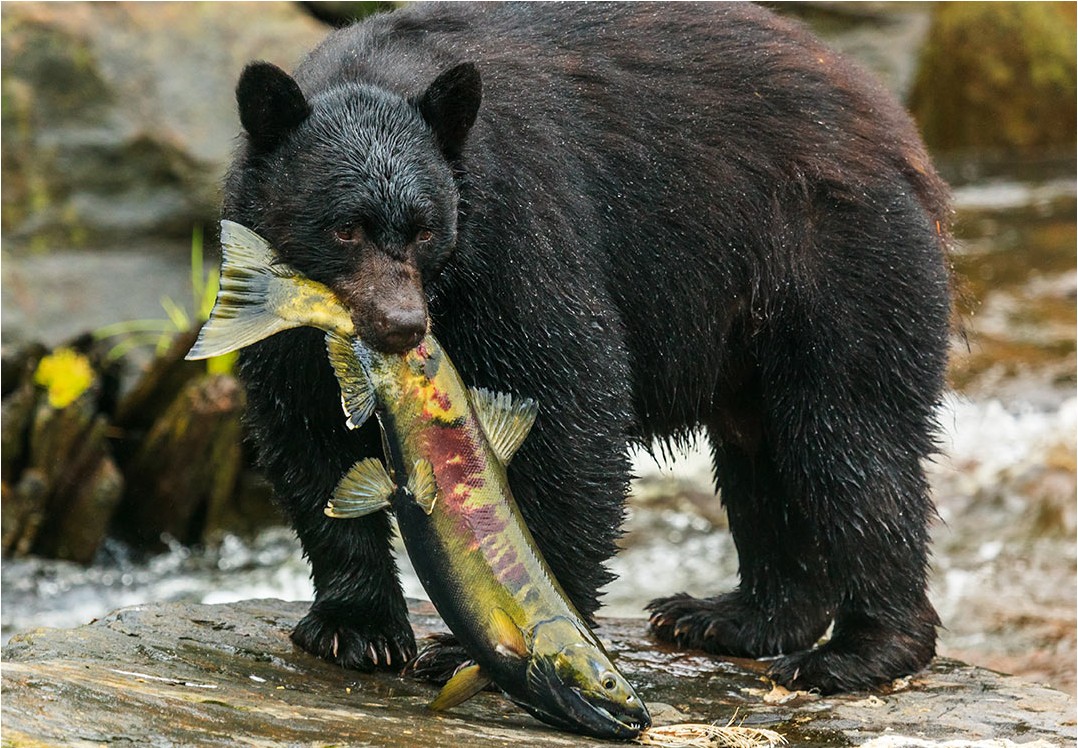 Neets Bay Bear Encounter by Land & Sea | Alaska Shore Excursions