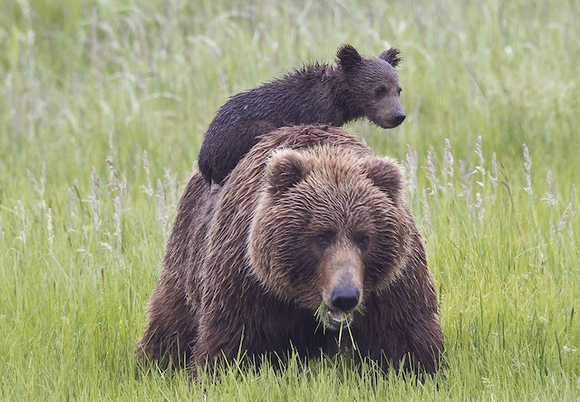 Photo of bear climbing on his mom
