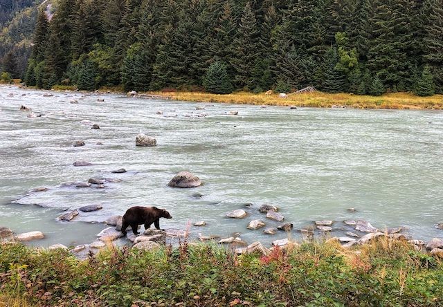 best bear watching tours in alaska