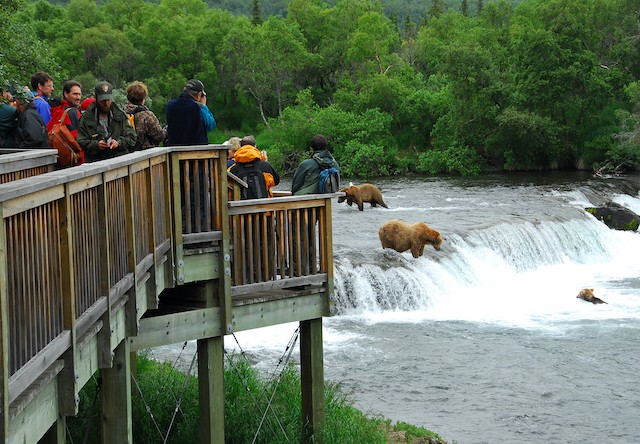 Photo of bears fishing