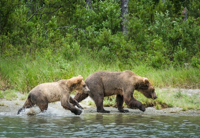 Photo of bears in water