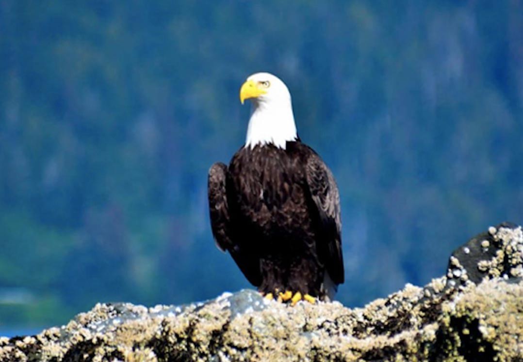 Bald eagle