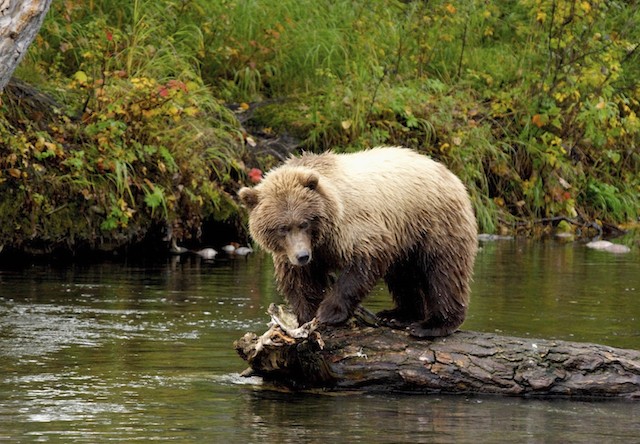 bear in water