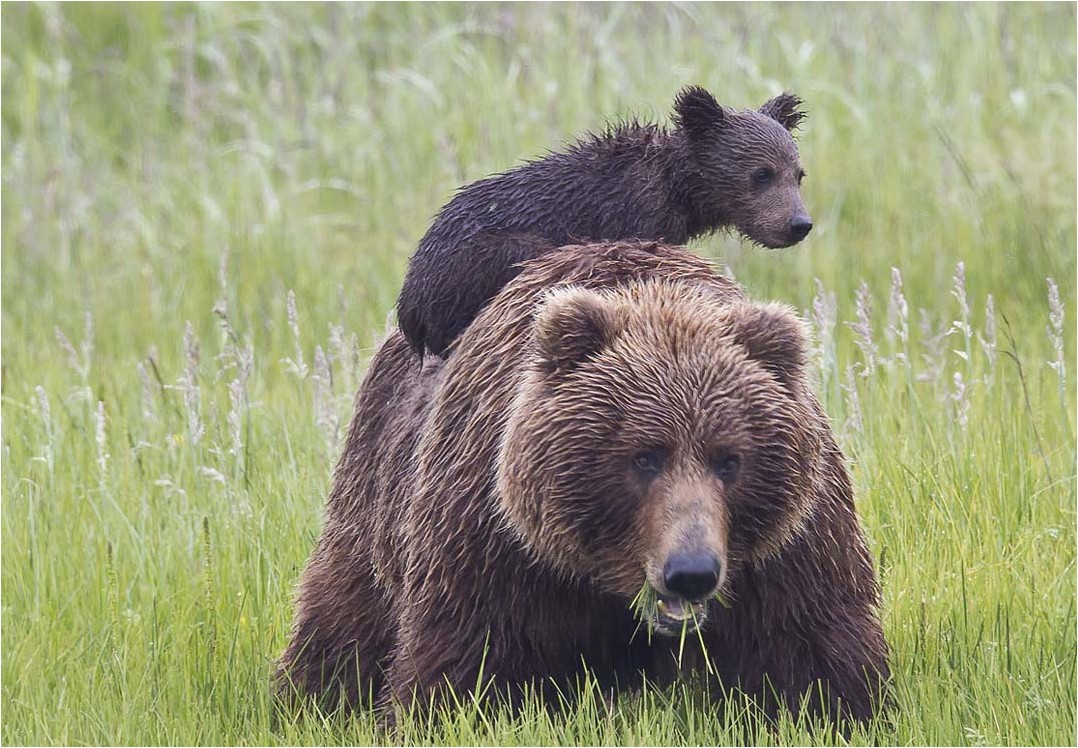 Anchorage Chinitna Bay Bear Viewing Tour 