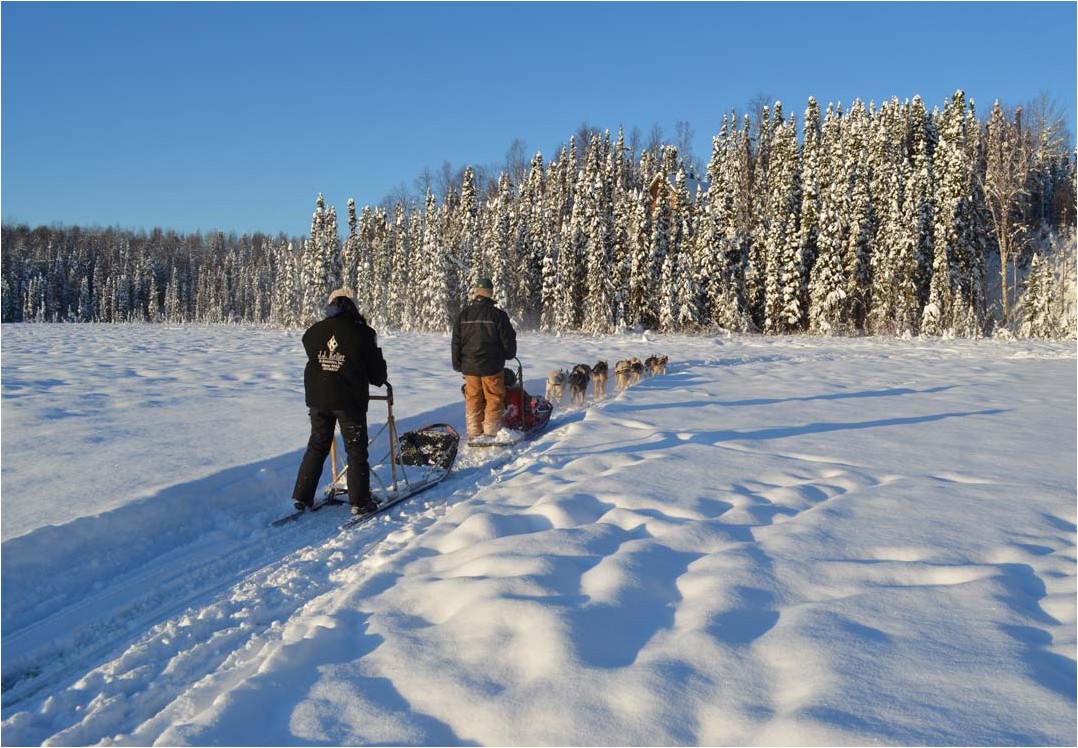Anchorage Winter Dog Sledding Tour Alaska Shore Excursions