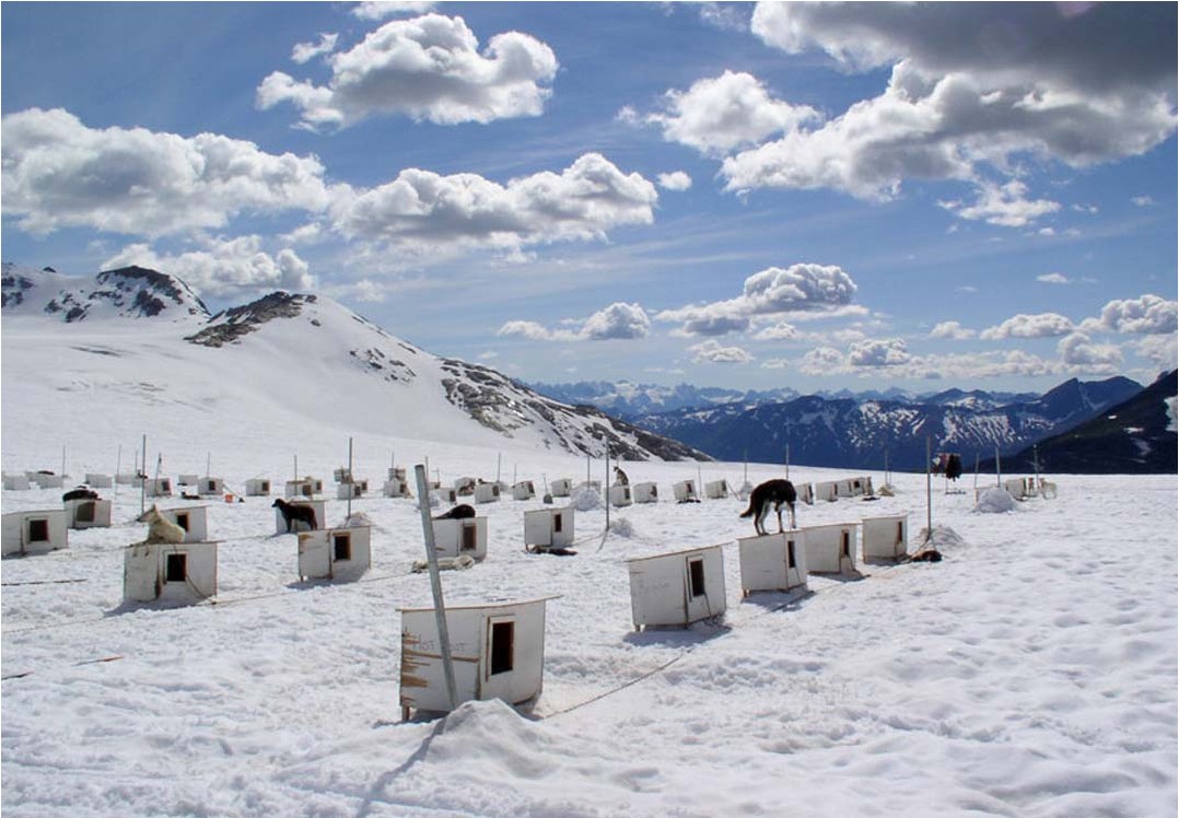 Mendenhall Glacier Dog Sledding & Helicopter Tour | Alaska Shore