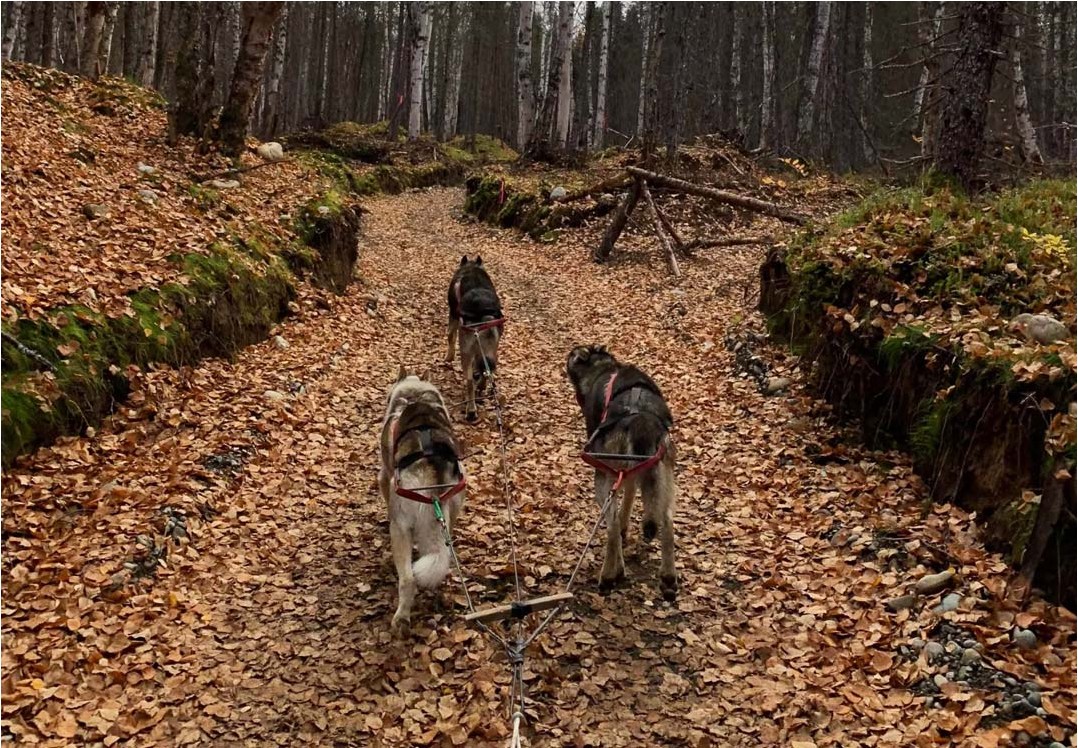 Dryland Dog Mushing Alaska Shore Excursions