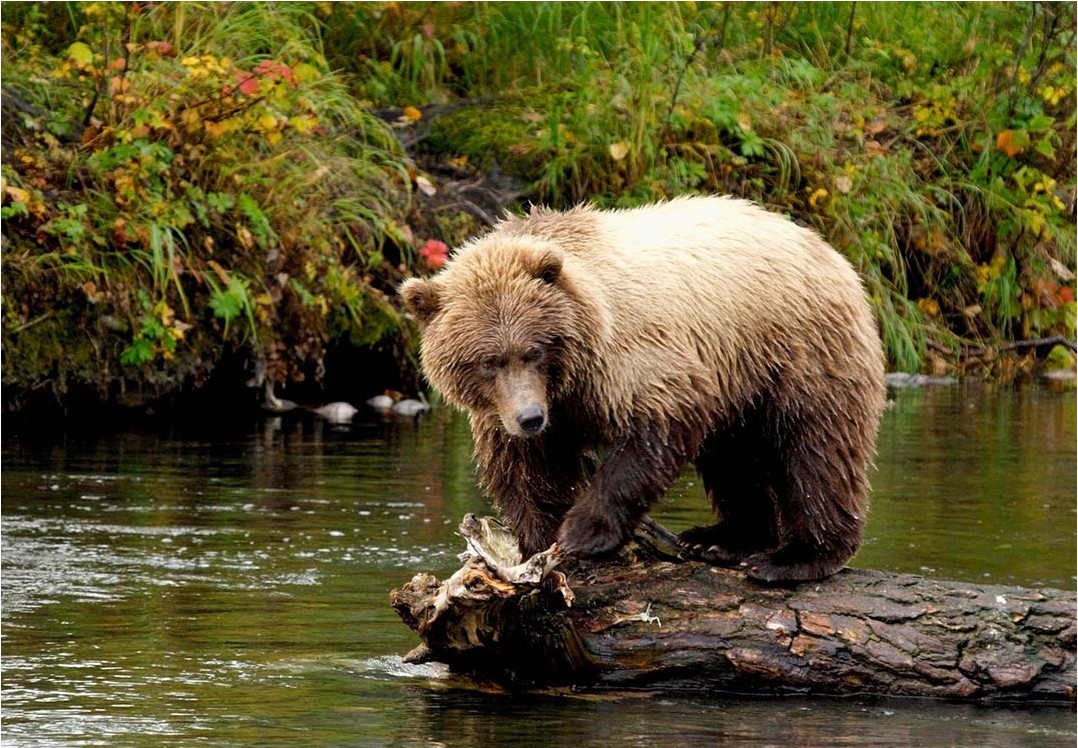 Bear Viewing at Brooks Falls - GoNorth Alaska