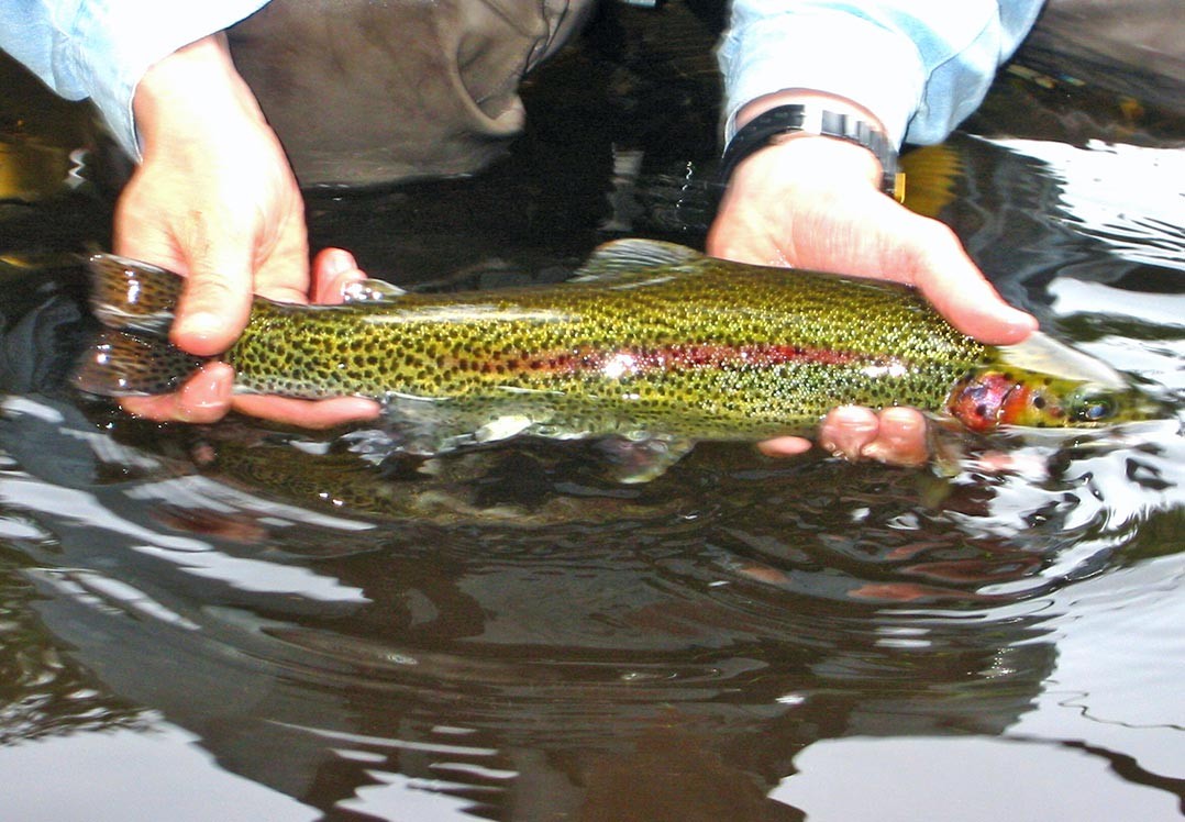 Ketchikan Guided Wilderness Fly Fishing Tour