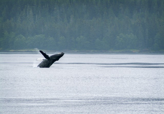 Photo of humpback breaching