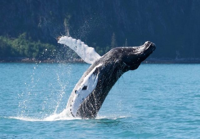 Photo of humpback whale breach