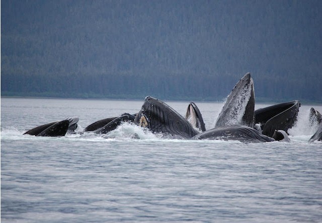 icy strait whale watching