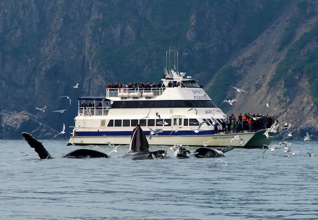 kenai fjords whale watching