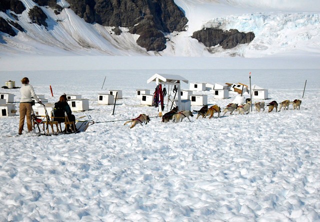 Mendenhall Glacier Dog Sledding & Helicopter Tour | Alaska Shore Excursions