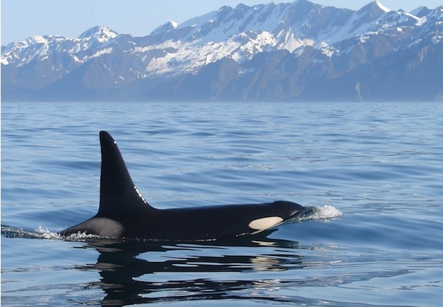 whale watching in ressurection bay