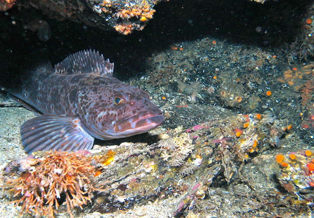Ketchikan Mountain Point Snorkeling Adventure Alaska Shore Excursions