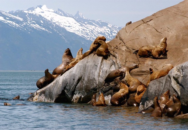 seals near skagway