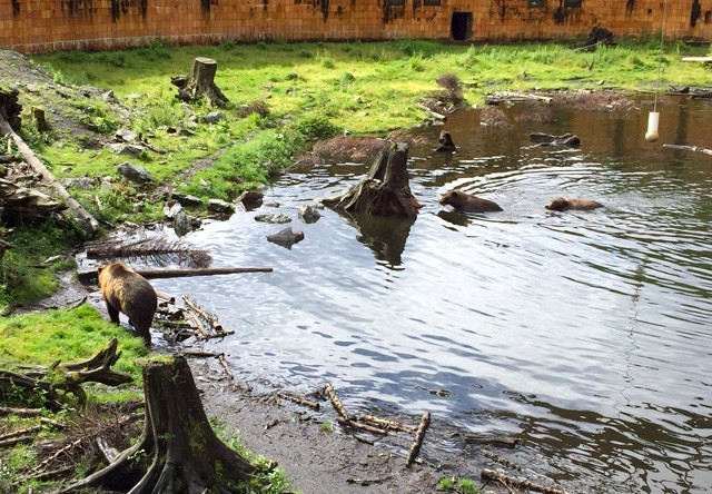 Bear in Water at Fortress of the Bear