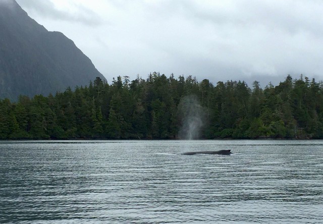 whale watching sitka