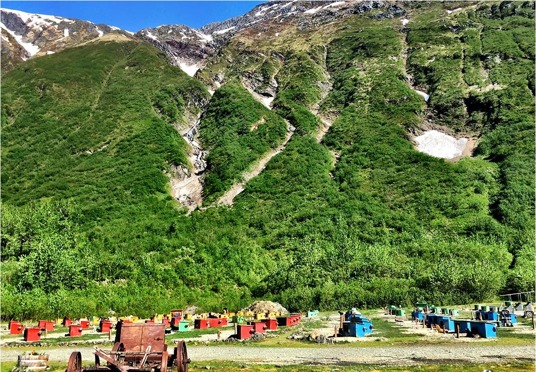 Juneau Dog Sled Summer Camp Alaska Shore Excursions