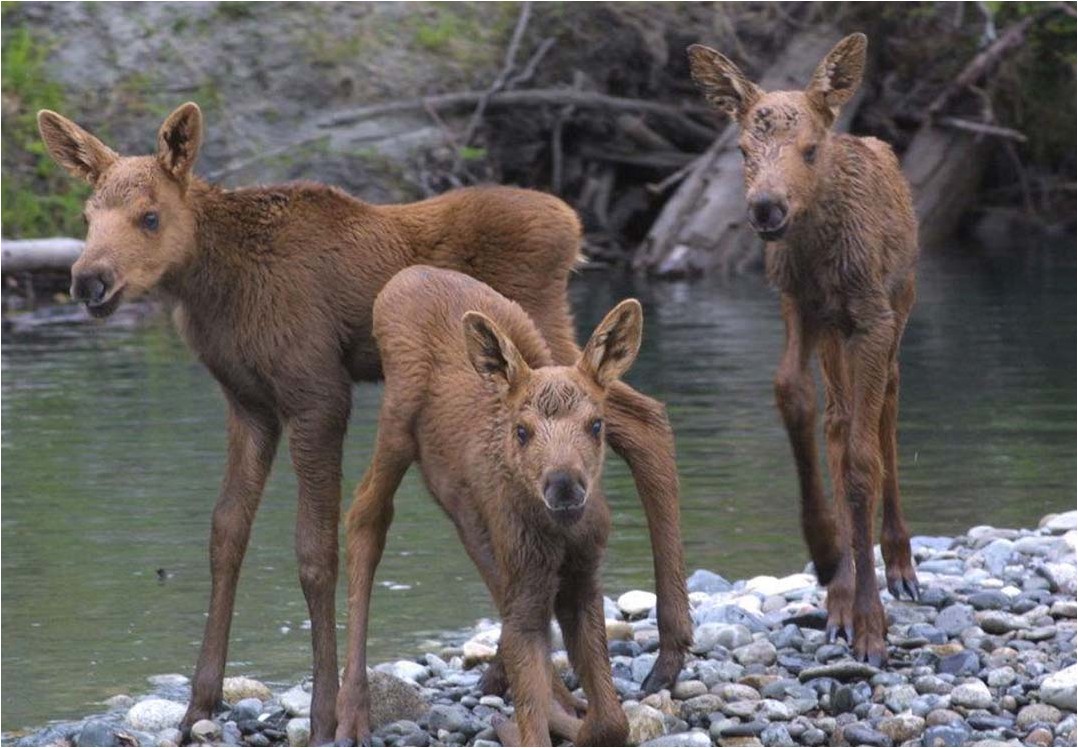Denali Talkeetna Float Adventure Alaska Shore Excursions