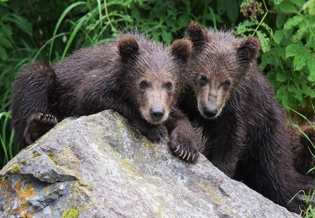 Photo of twin bears on a rock