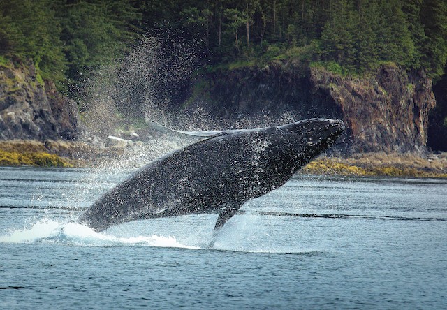 Photo of whale breaching with splash