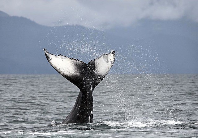 Photo of whale in juneau ak