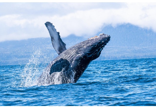 Photo of whale watching and marine wildlife adventure private charter