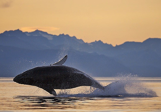 mendenhall glacier whale watching