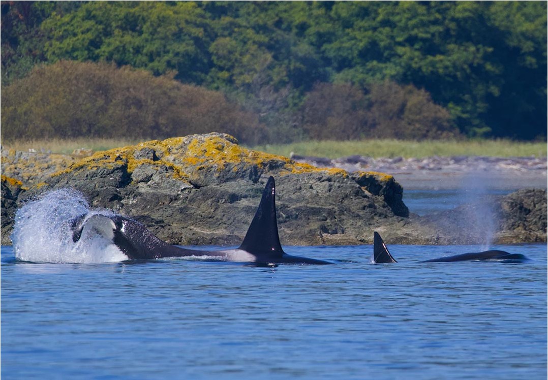 New rules would greatly reduce whale watching around endangered southern  resident orcas | The Seattle Times