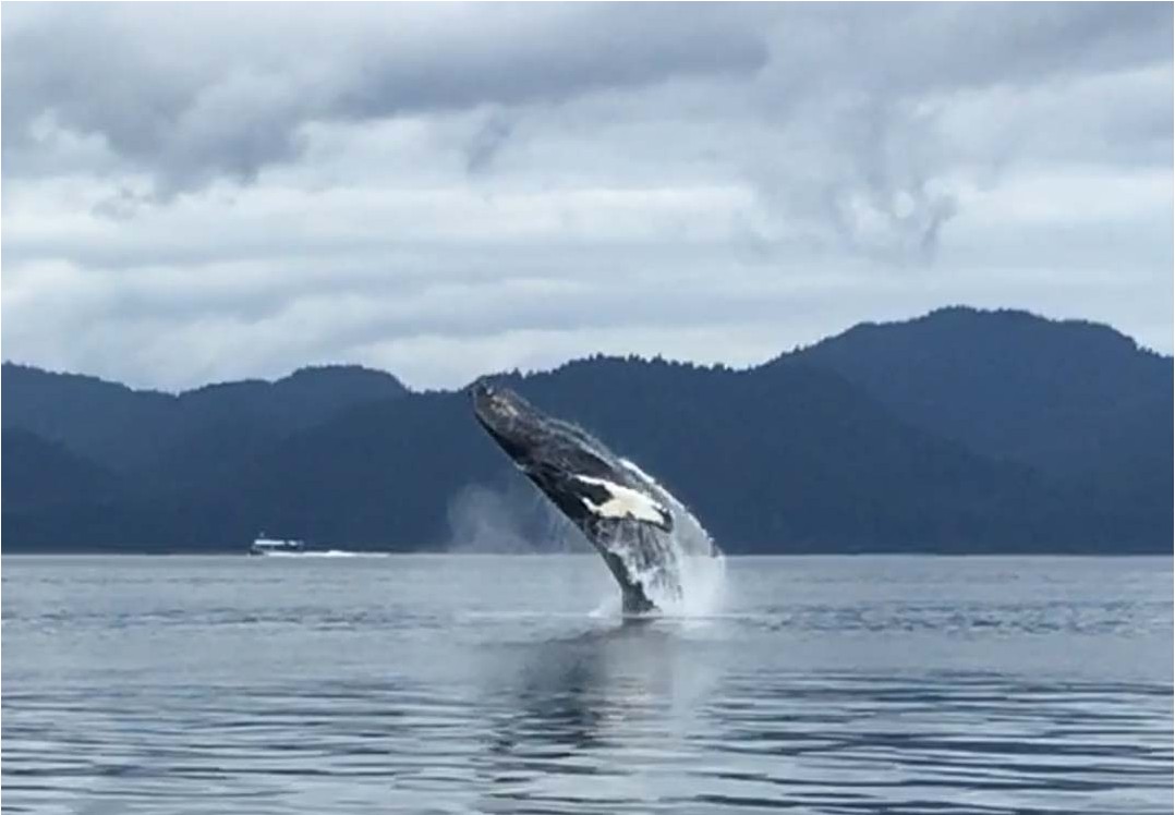 Icy Strait Point Whale Watching Tour | Alaska Shore Excursions